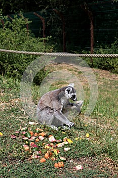 Closer side view on a katta feeding a melone on a grass area