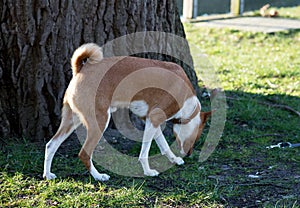 Closer side view of a two tone basenji standing on a grass area sniffing in meppen emsland germany