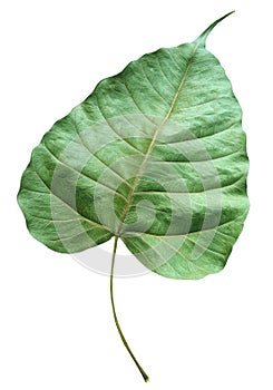 Closer up detail of green dry leaf isolated white photo