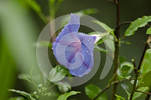 closer up of Ipomoea purpurea (L.) Roth Morning glory blue flower
