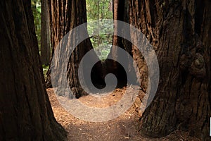 Closer view of Redwood Tree stumps