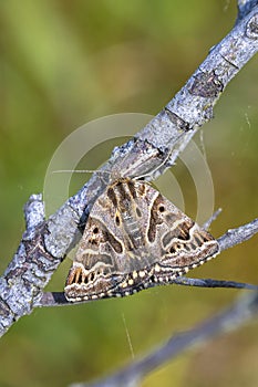 Closeu of a callistege mi, mother shipton moth, resting