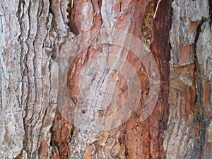 Close up tree texture