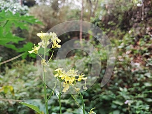 closeu view of Sinapis arvensis orthe charlock mustard, field mustard, wild mustard, flower