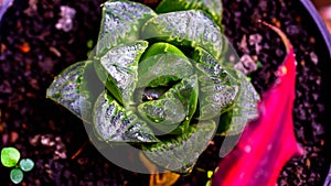 Closeuf of Haworthia sp.