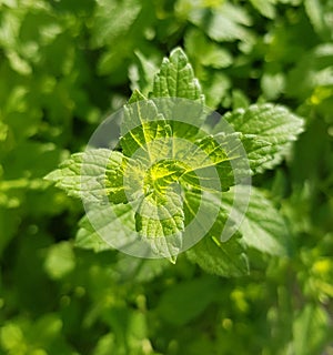 Closeuo of lemon balm plant on a bright day. Common balm plant.