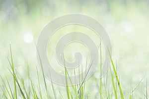 Closeuo on soft background of green grass