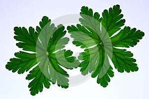 A closeuo of two back lit green leaves.