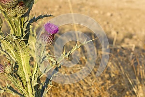 Closeuop cotton thistle flower