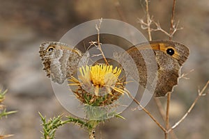 Closeup on 2 lookalike butterflies, the Southern gatekeeper, meadow brown on a yellow thistle flower