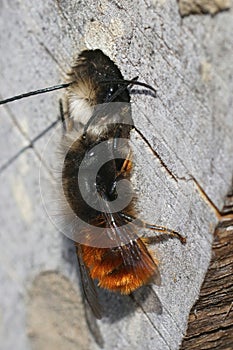 Closeup on 2 males European orchard mason bee , Osmia cornuta, in the bee-hotel
