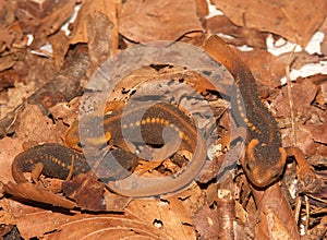 Closeup on 3 juvenile Himalayan Newts , Tylototriton verrucosus, hiding in dried leafliter