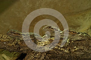 Closeup of 3 Pogona vitticeps, Bearded dragon on a row