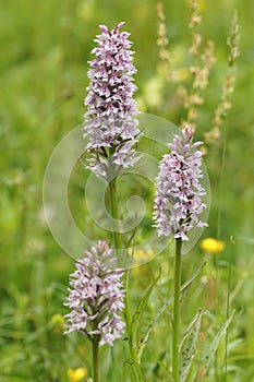 Closeup on 3 purple flowers of the rare Heath Spotted Orchid, Dactylorhiza maculata in a meadow