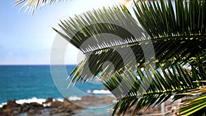 Closeup 4k video of beautiful palm tree leaves against cliffs, beach, ocean waves and blue sky