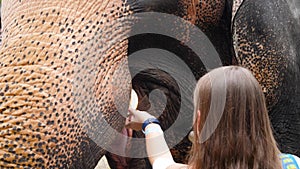 Closeup 4k video of beautiful young woman feeding elephant in national park or zoo