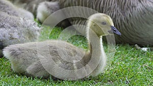 Closeup 4k video of Canada Goose with goslings resting on green grass springtime
