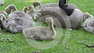 Closeup 4k video of Canada Goose with goslings resting on green grass springtime