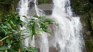 Closeup 4k video of tropical tree growing next to big poerful waterful in jungle forest