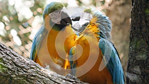 Closeup 4k video of two loving macaw parrots kissing while sitting on tree branch, Birds couple taking care of each