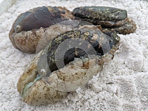 Closeup with abalone seafood and it has rich, flavorful, and highly prized meat that is considered a culinary delicacy.