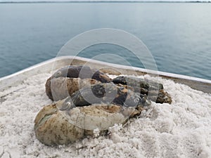 Closeup with abalone seafood and it has rich, flavorful, and highly prized meat that is considered a culinary delicacy.