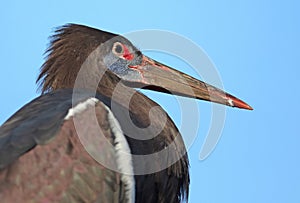 Closeup of a Abdim\'s Stork