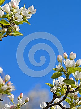 Closeup abloom apple tree photo
