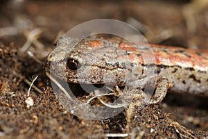 Closeup of an abnormal colored slender salamander, Batrachoseps attenuates