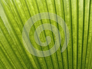 Closeup,Abstract blurred green leaf texture background for design, striped of plants, greenery nature, palm leaves