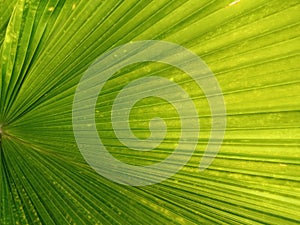 Closeup,Abstract blurred green leaf texture for background or design, striped plants, greenery nature, palm leaves