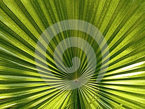 Closeup,Abstract blurred green leaf texture for background or design, striped plants, greenery nature, palm leaves