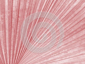 Closeup,Abstract blurred pastel magenta color of palm leaf texture background for design, striped plants, sweet nature