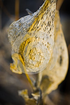 Closeup of an abstract, expended seed pod from an unknown plant
