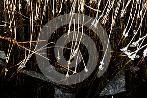 Closeup abstract frosty reed with reflection in dark water with ice.