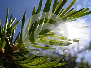 Closeup abstract image of sun shining on fir tree branch with green needles. Tranquil spring background