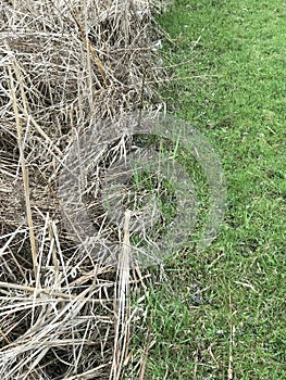 Closeup abstract view of various condition old and fresh grass, spring time, nature background