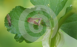 Closeup of Acanthosoma haemorrhoidale aka Hawthorn shieldbug.