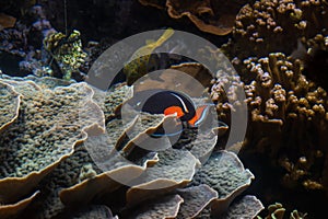 Closeup of an Achilles tang or Achilles surgeonfish (Acanthurus achilles) in an aquarium