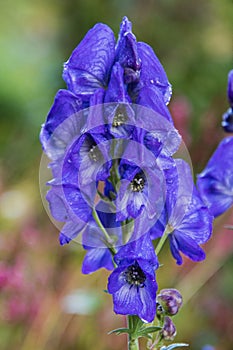 A closeup of Aconite flower in the garden.