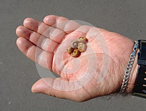 Closeup Acorn caps in man hand