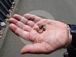 Closeup Acorn caps in man hand