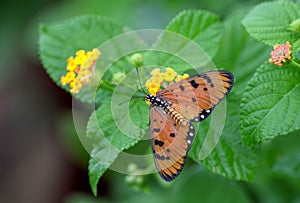 Closeup of Acraea terpsicore butterfly