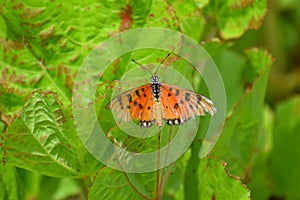 Closeup of Acraea terpsicore, the tawny coster with damaged wings.