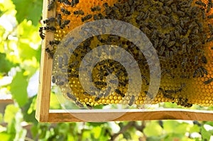 Closeup of active bees and queen bee on the honeycomb against green leaves