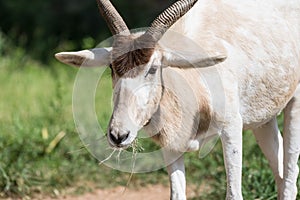 Closeup of addax antelope face