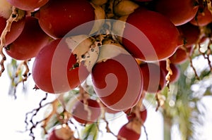 Closeup Of Adonidia Merrillii Palm Fruits