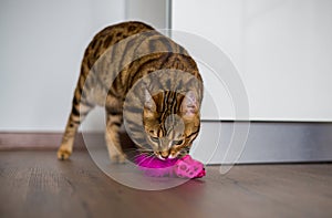 Closeup of an adorable Bengal cat playing with a pink toy in a house