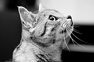 Closeup of an adorable Brazilian Shorthair cat