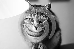 Closeup of an adorable Brazilian Shorthair cat